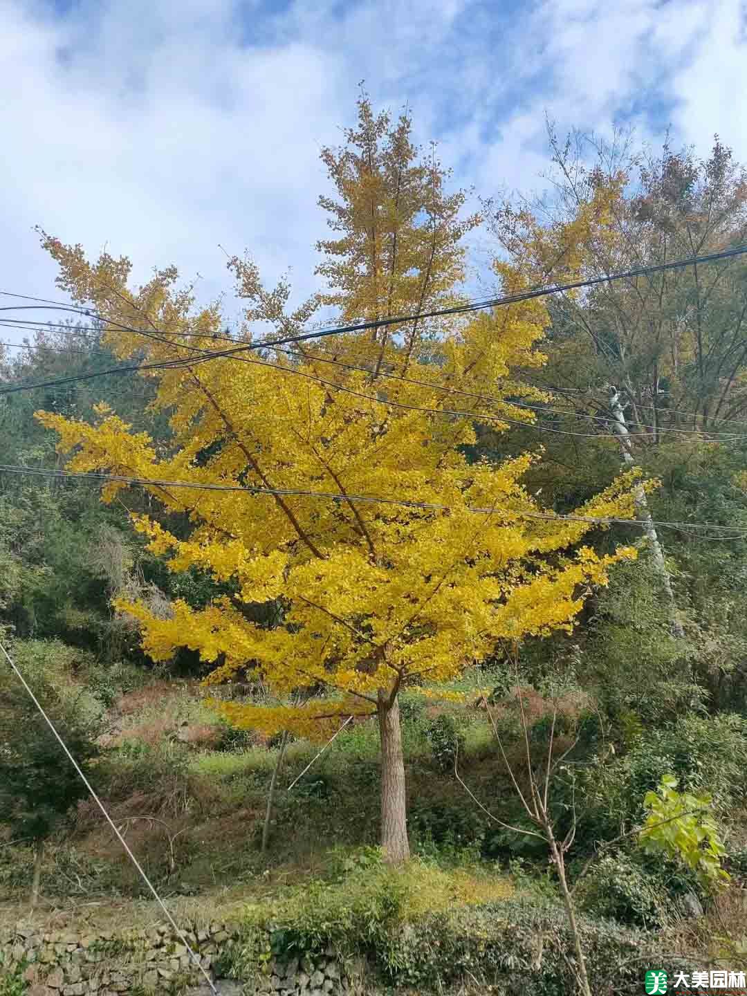 银杏树