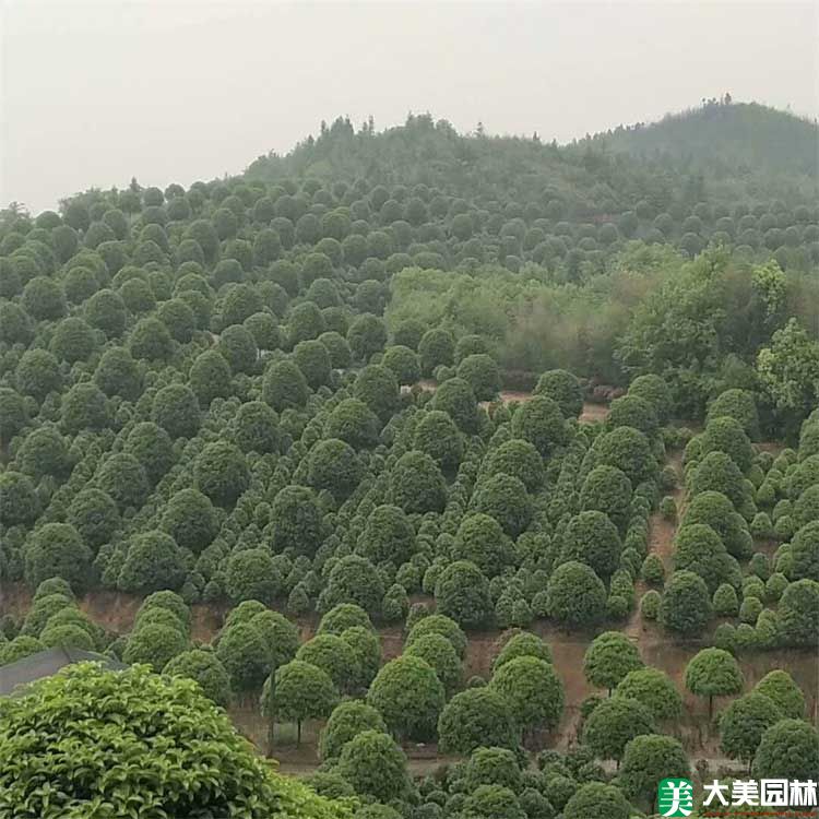 桂花树