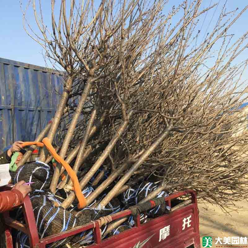 樱花树