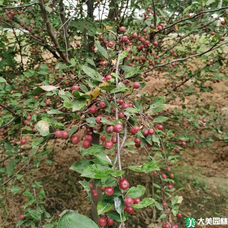 西府海棠