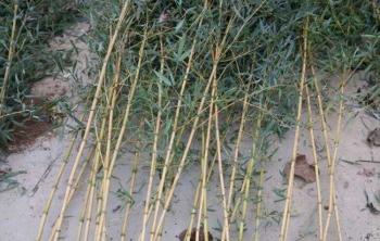一平米最多种植多少竹子