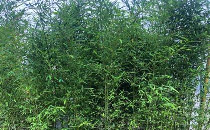 一平米能种植多少竹子