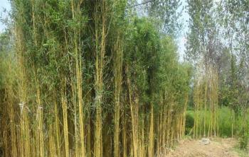 竹子是草还是树？