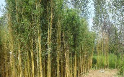 竹子是草还是树？