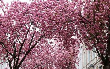 道路绿化带中常见的开花的树，是什么品种？