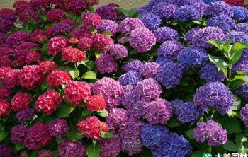 八仙花的颜色有多少种？