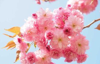 樱花是什么科目的植物