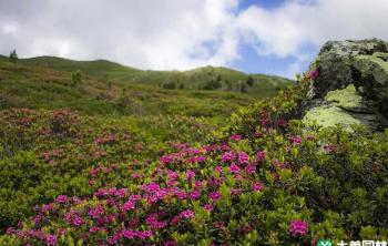 杜鹃花和映山红的区别