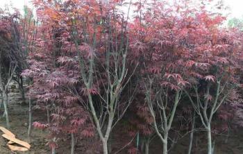 地栽日本红枫树根的穿透力强吗？