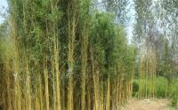 最多只能长3m高左右的庭院竹子有哪些？